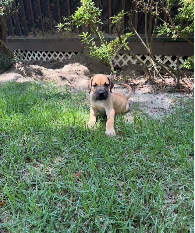 Great Dane Puppies media 5