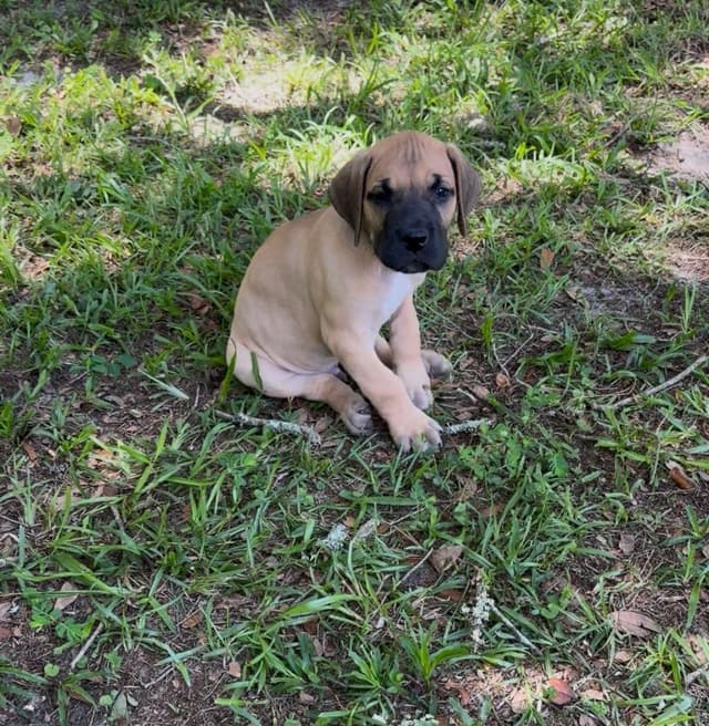Great Dane Puppies media 2