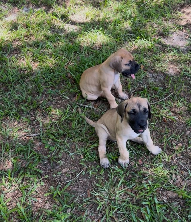 Great Dane Puppies media 6