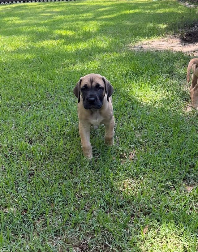 Great Dane Puppies media 7