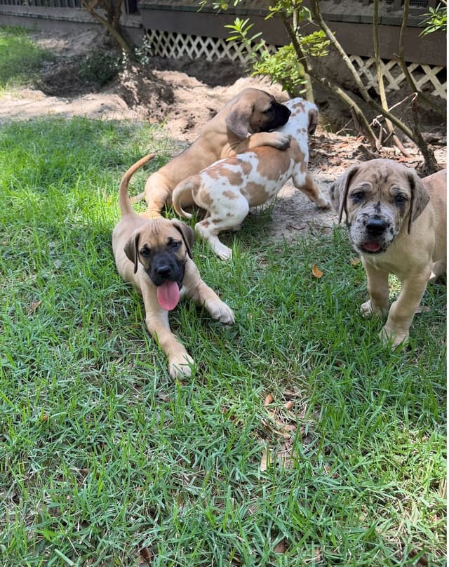 Great Dane Puppies media 8