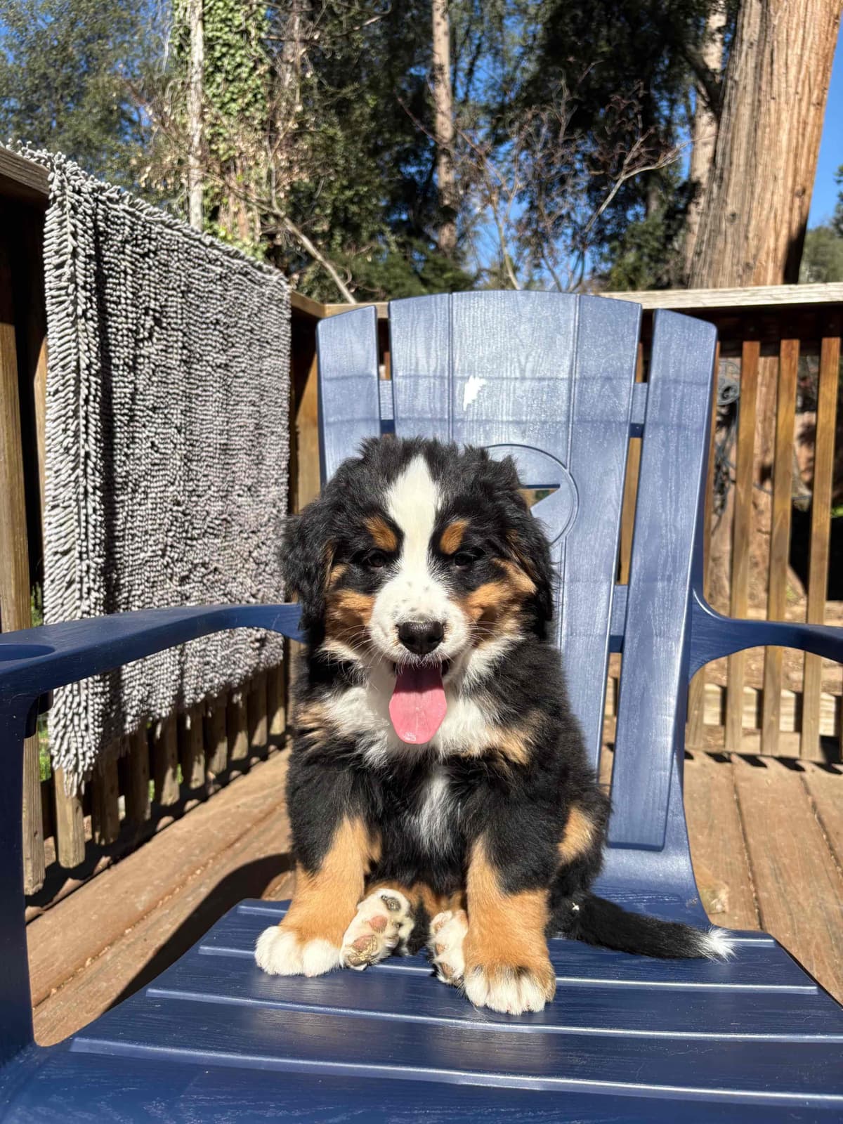 Bernese Mountain Dog Puppies breeder image 1