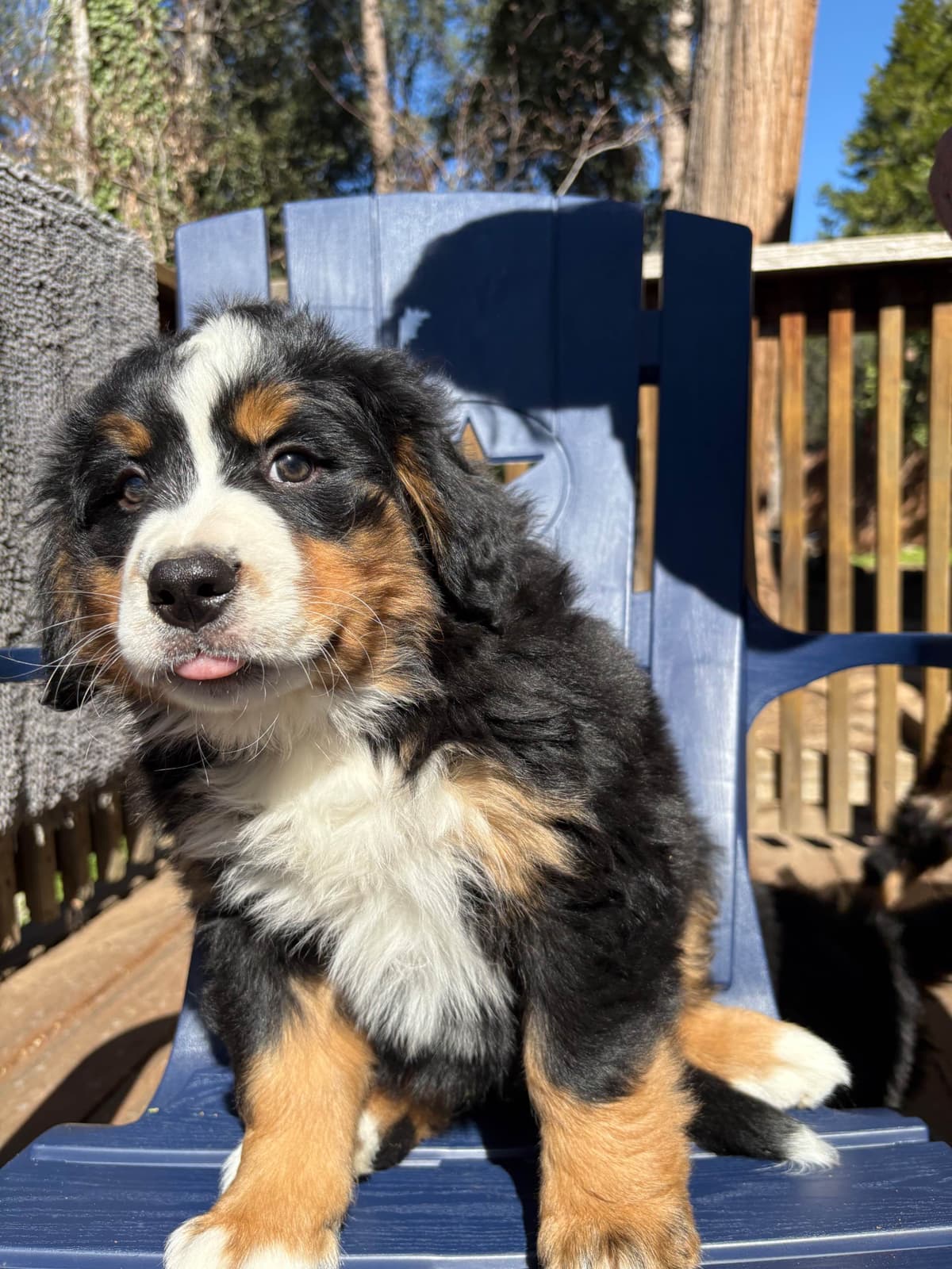 Bernese Mountain Dog Puppies breeder image 2