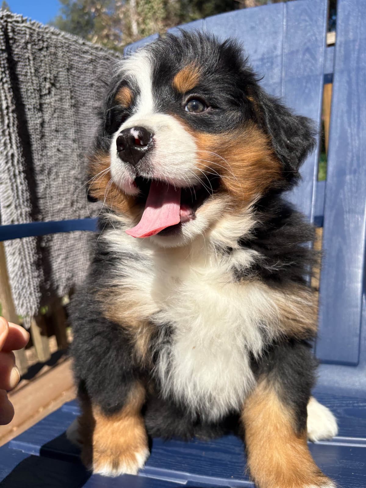 Bernese Mountain Dog Puppies breeder image 3