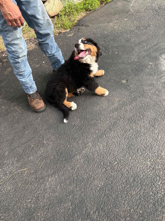 Bernese Mountain Dog Puppies media 2