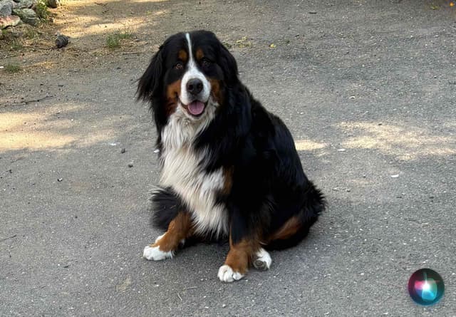 Bernese Mountain Dog Puppies media 3