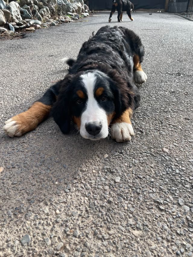 Bernese Mountain Dog Puppies media 4