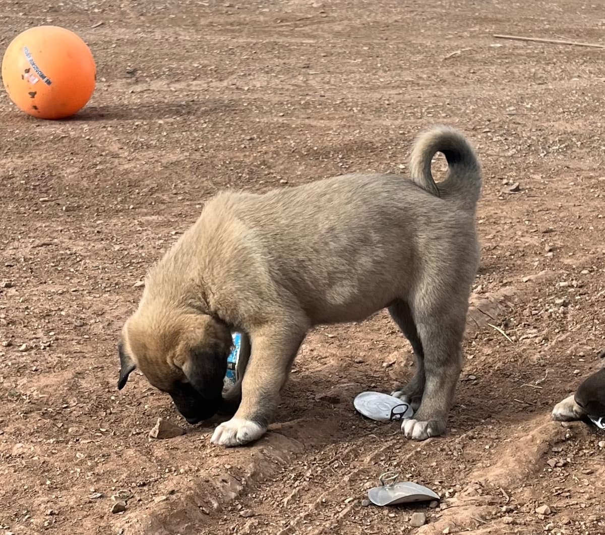 Anatolian Shepherd Dog Puppies breeder image 1