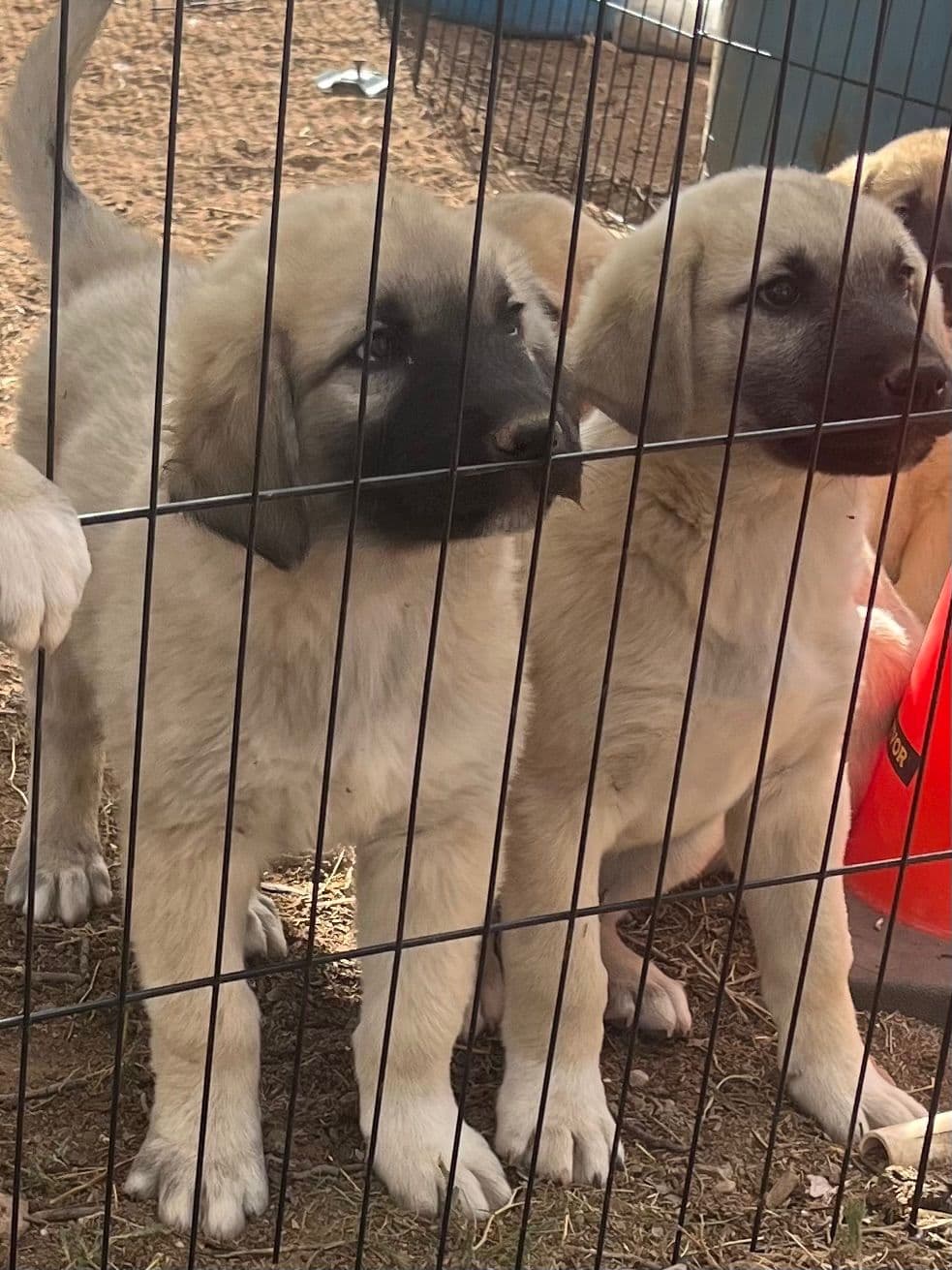 Anatolian Shepherd Dog Puppies breeder image 2