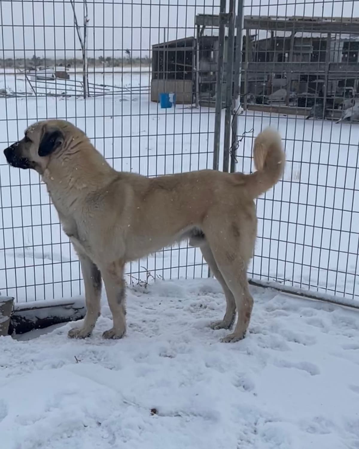 Anatolian Shepherd Dog Puppies breeder image 3