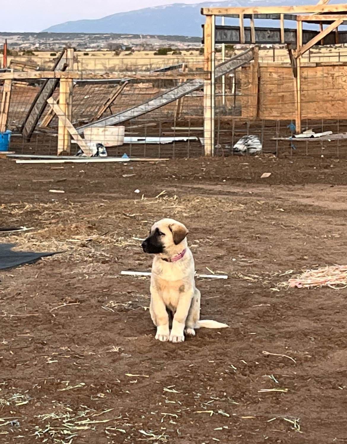 Anatolian Shepherd Dog Puppies breeder image 4