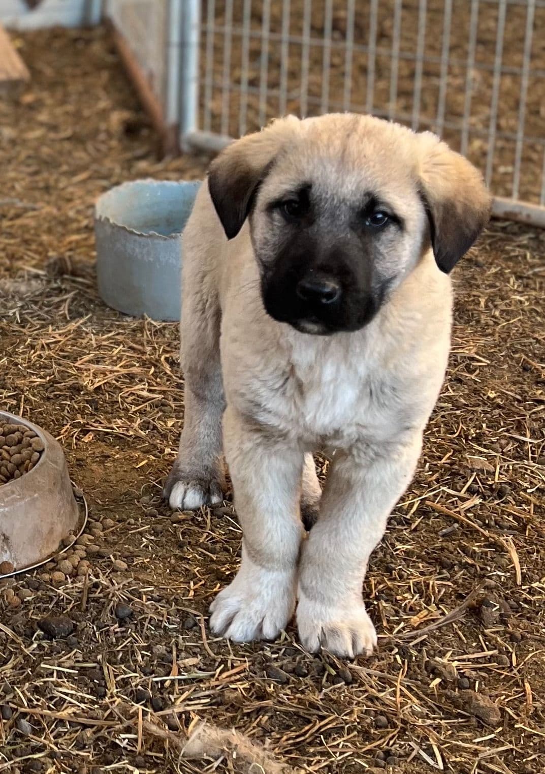 Anatolian Shepherd Dog Puppies breeder image 5