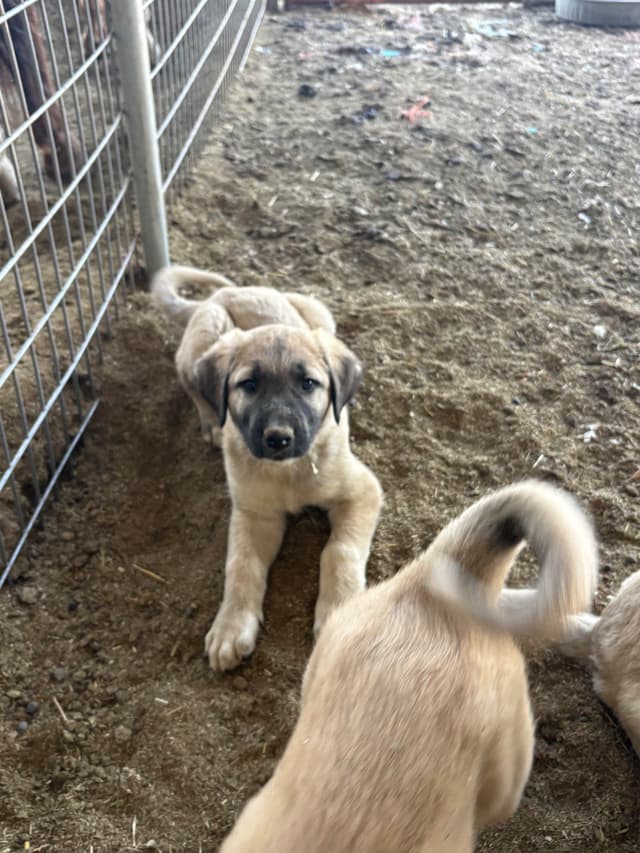 Anatolian Shepherd Dog Puppies media 3