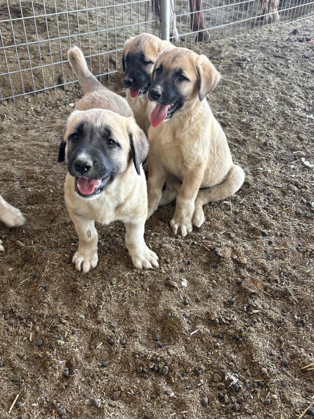 Anatolian Shepherd Dog Puppies media 5