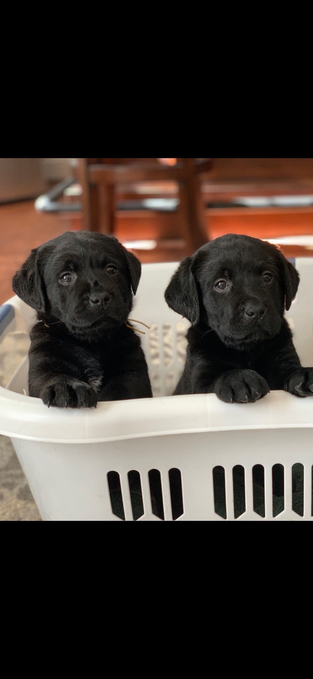 Labrador Retriever Puppies breeder image 1