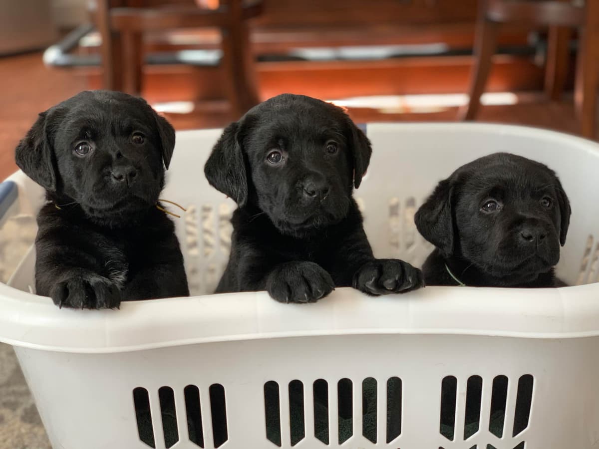 Labrador Retriever Puppies breeder image 2