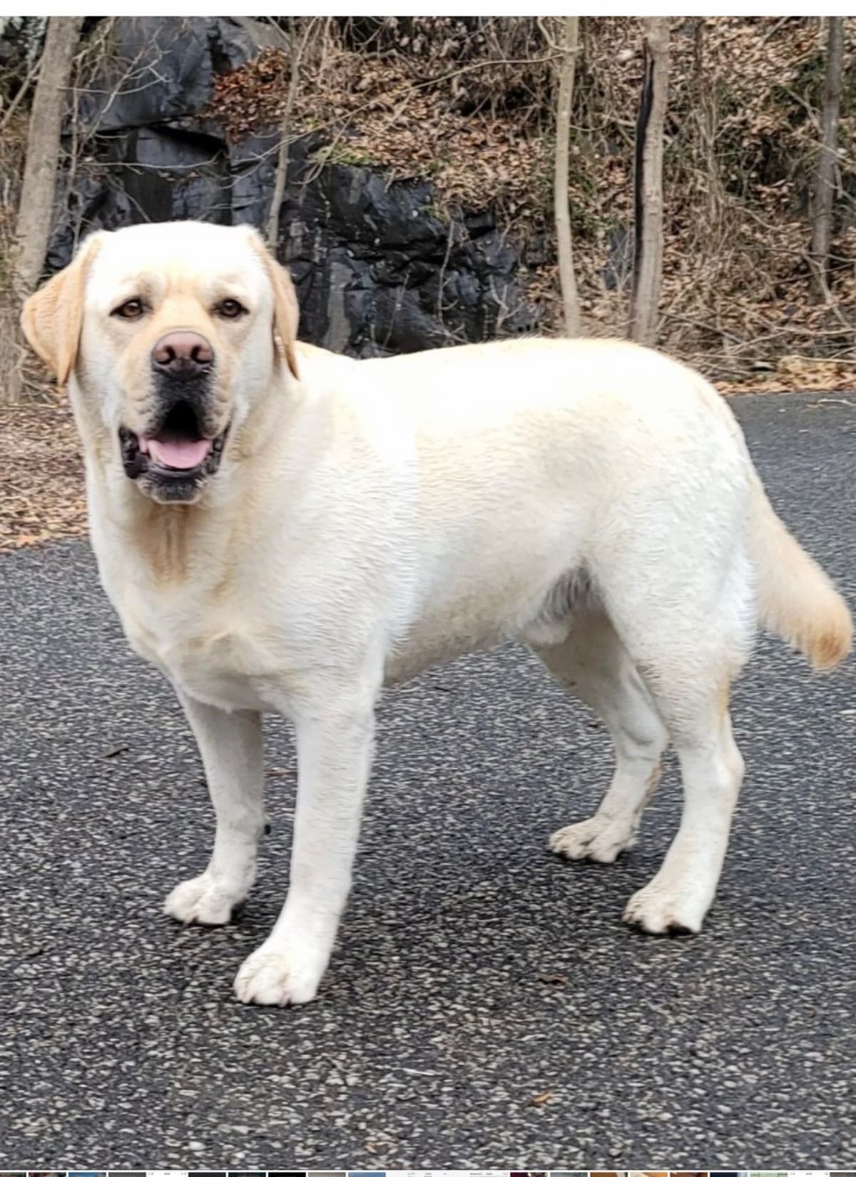 Labrador Retriever Puppies breeder image 4