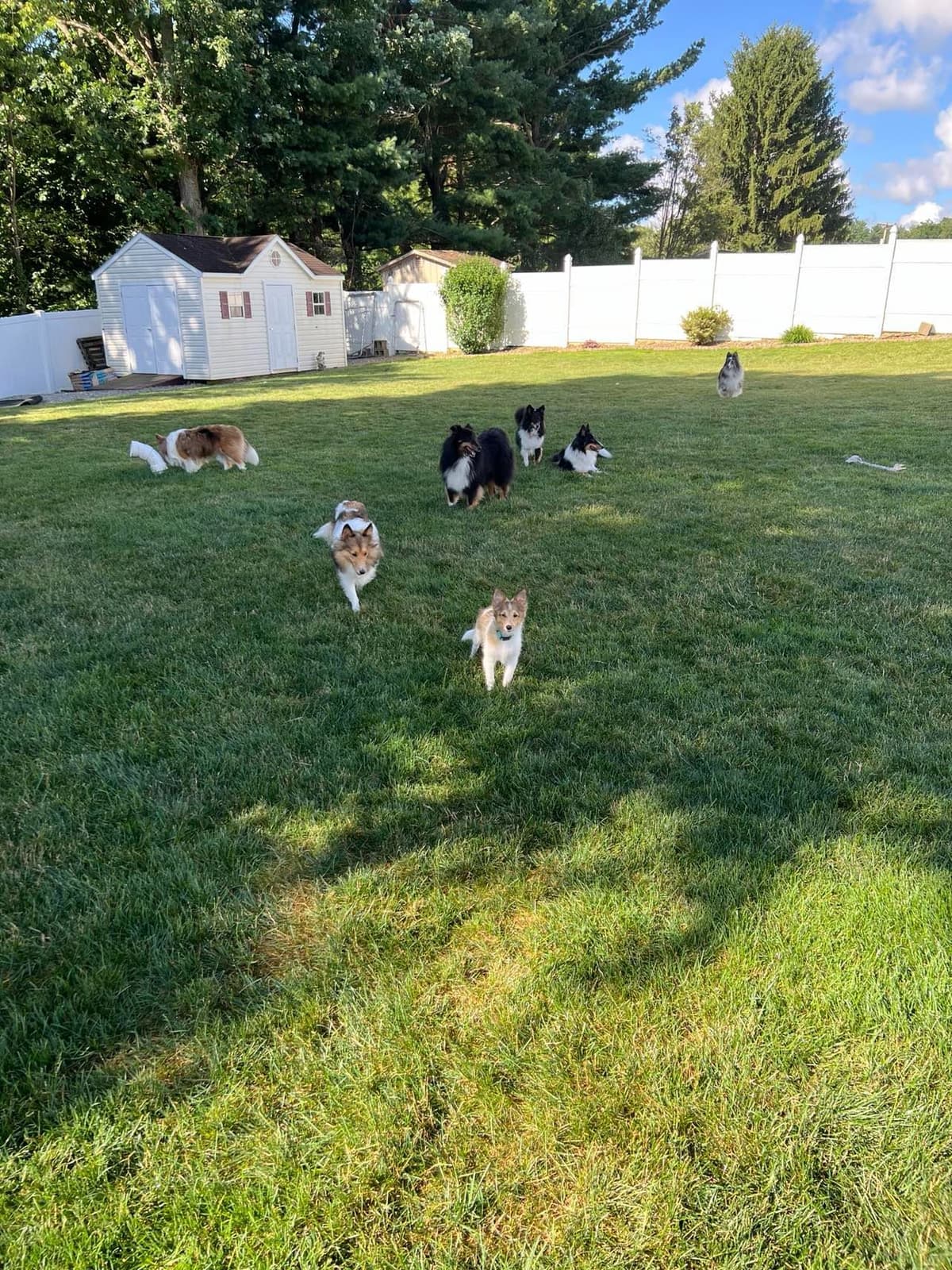 Shetland Sheepdog Puppies, Sophie's Litter breeder image 1