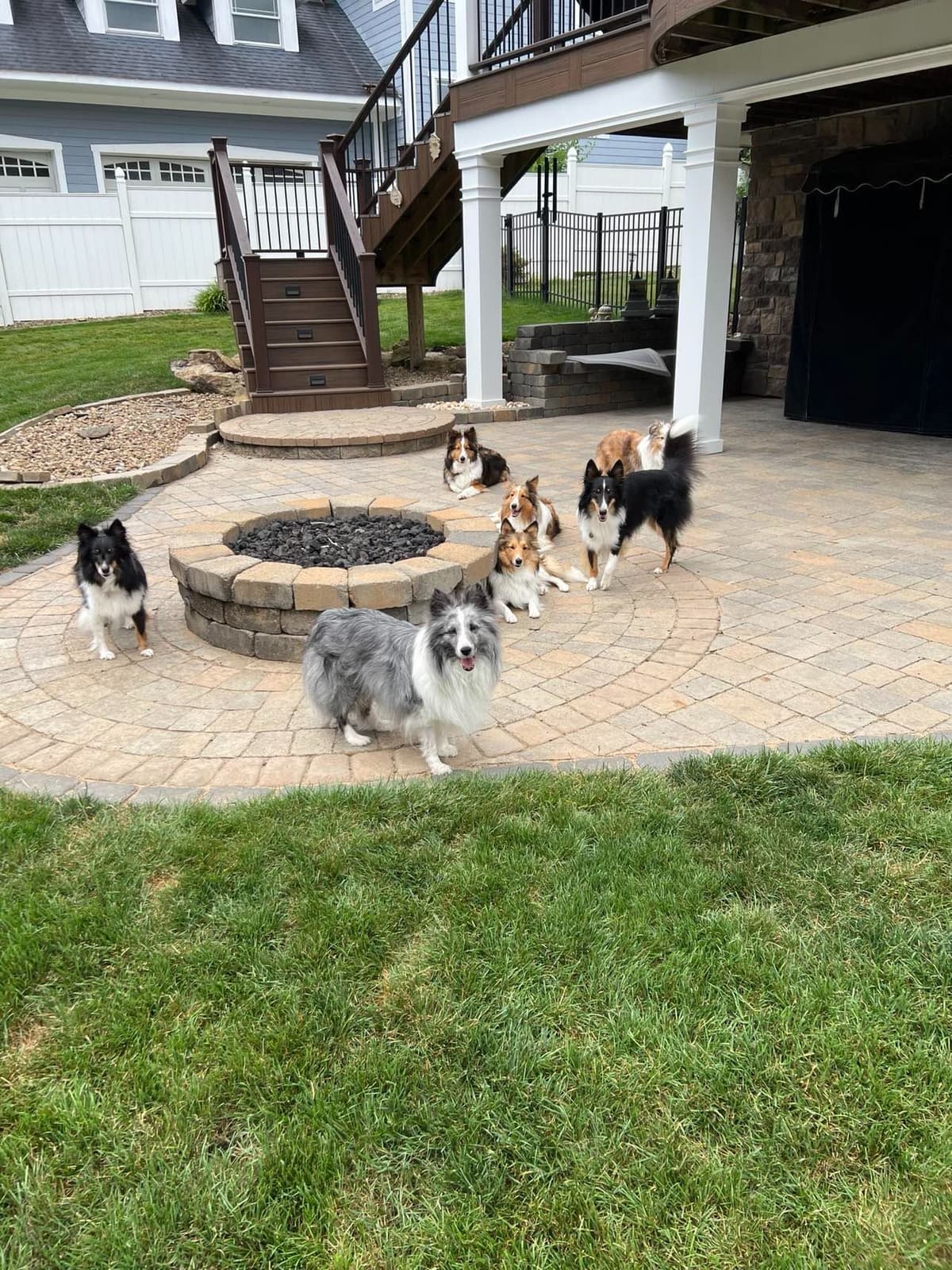 Shetland Sheepdog Puppies, Sophie's Litter breeder image 2