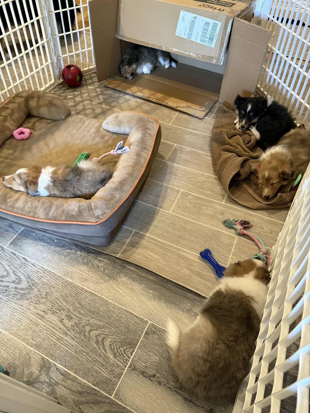 Shetland Sheepdog Puppies, Sophie's Litter breeder image 3