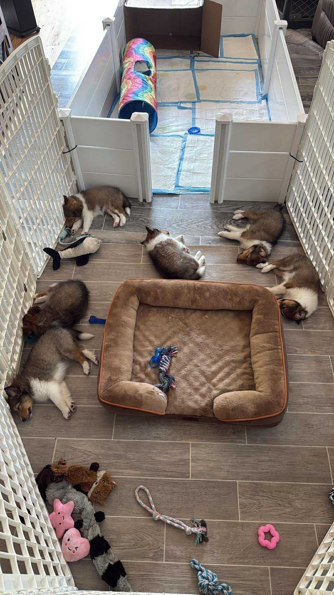 Shetland Sheepdog Puppies, Sophie's Litter breeder image 4