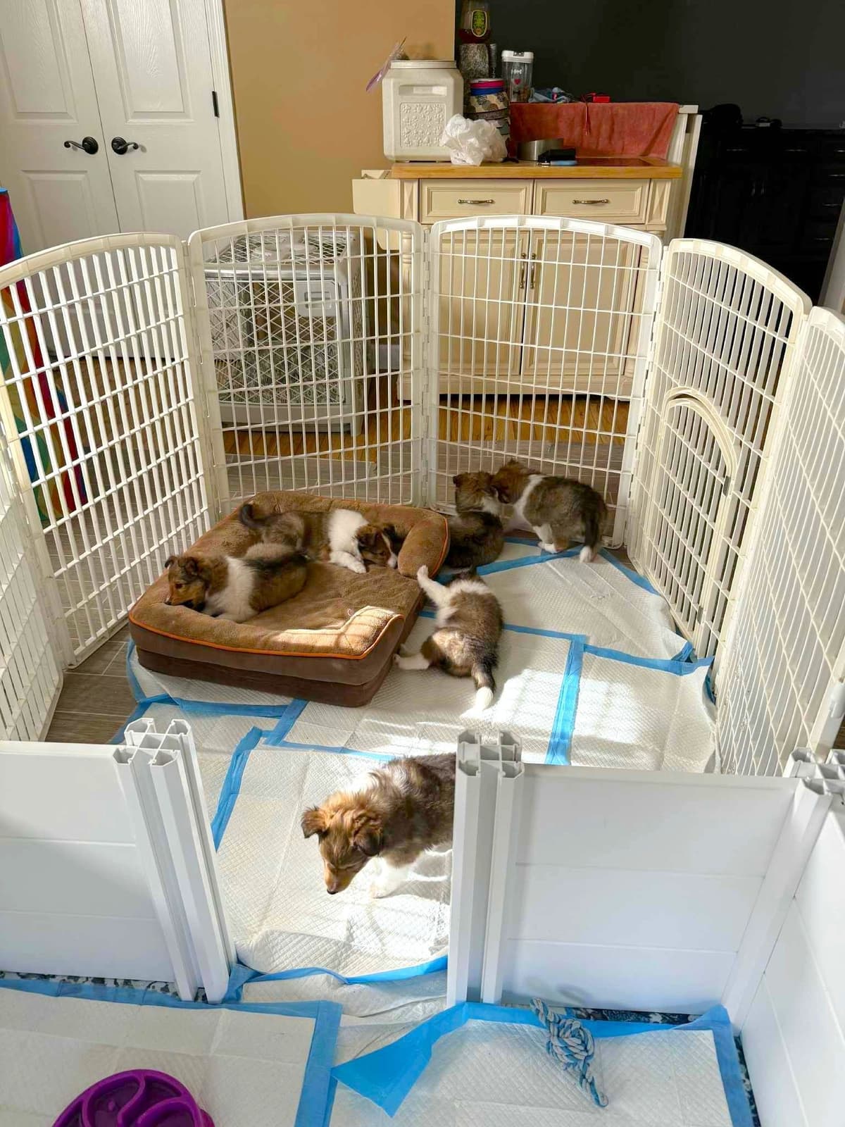 Shetland Sheepdog Puppies, Sophie's Litter breeder image 6