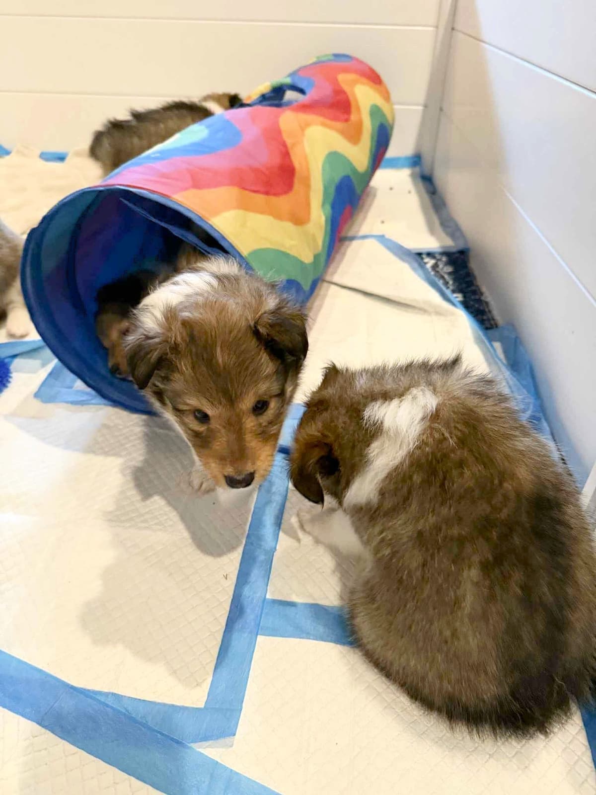 Shetland Sheepdog Puppies, Sophie's Litter breeder image 7