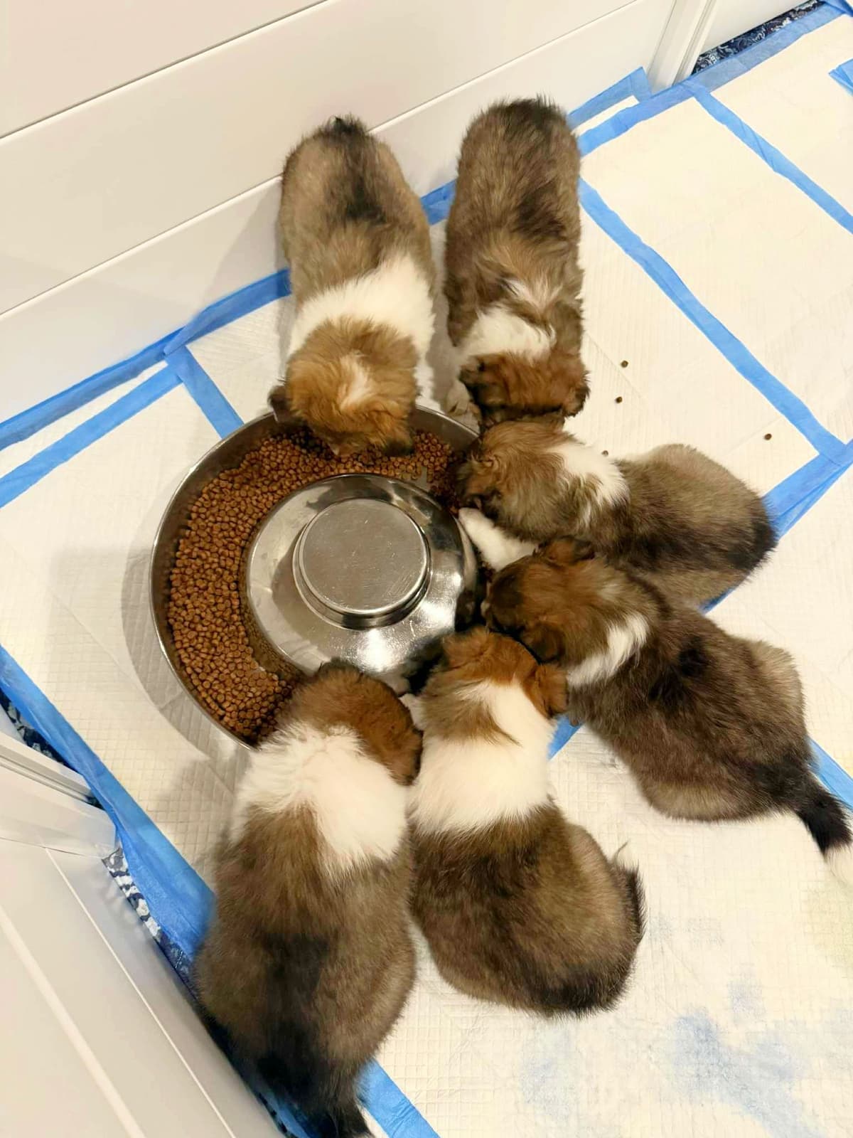 Shetland Sheepdog Puppies, Sophie's Litter breeder image 8