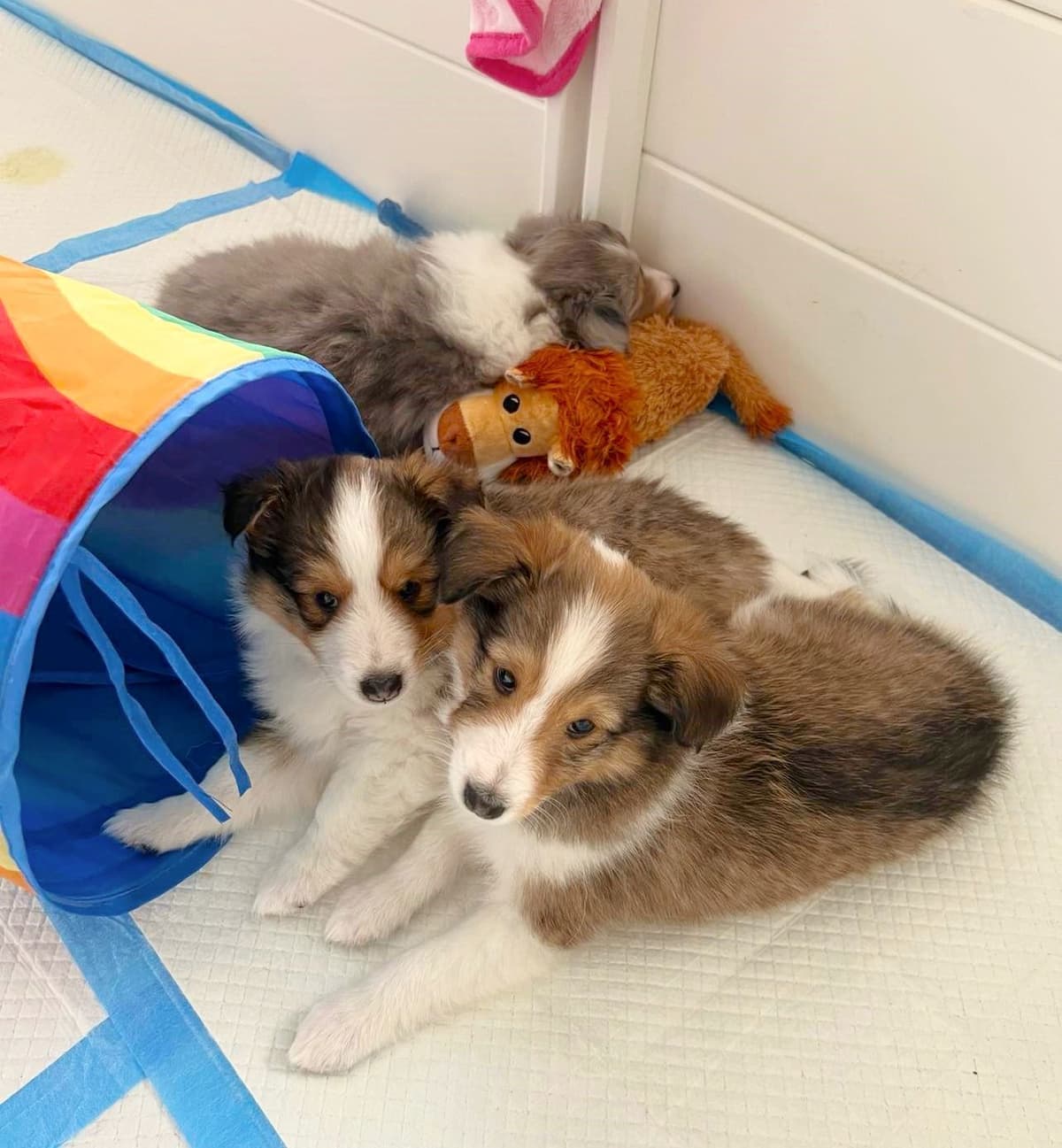 Shetland Sheepdog Puppies, Sophie's Litter breeder image 9