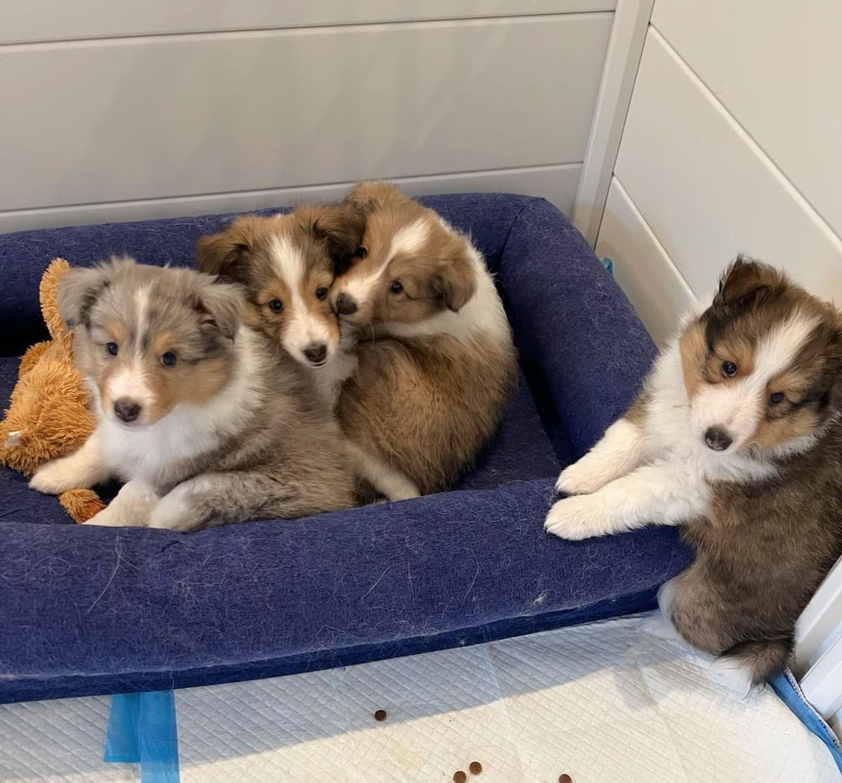 Shetland Sheepdog Puppies, Sophie's Litter breeder image 11