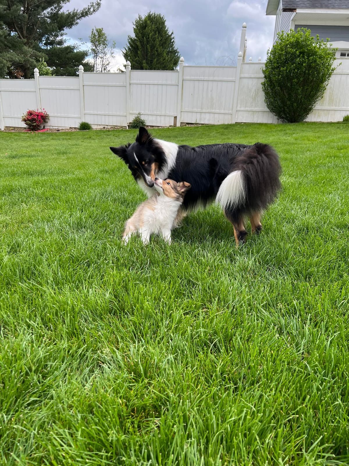 Shetland Sheepdog Puppies, Sophie's Litter breeder image 12
