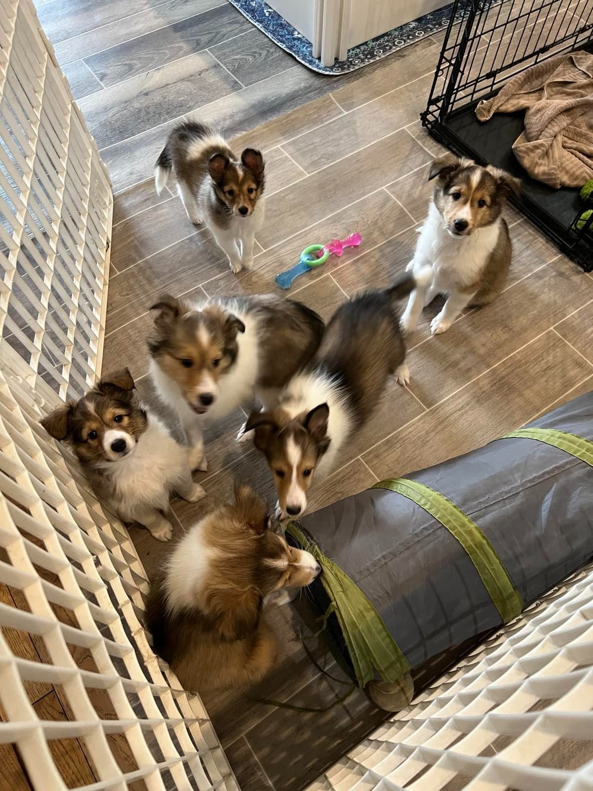 Shetland Sheepdog Puppies, Sophie's Litter breeder image 13