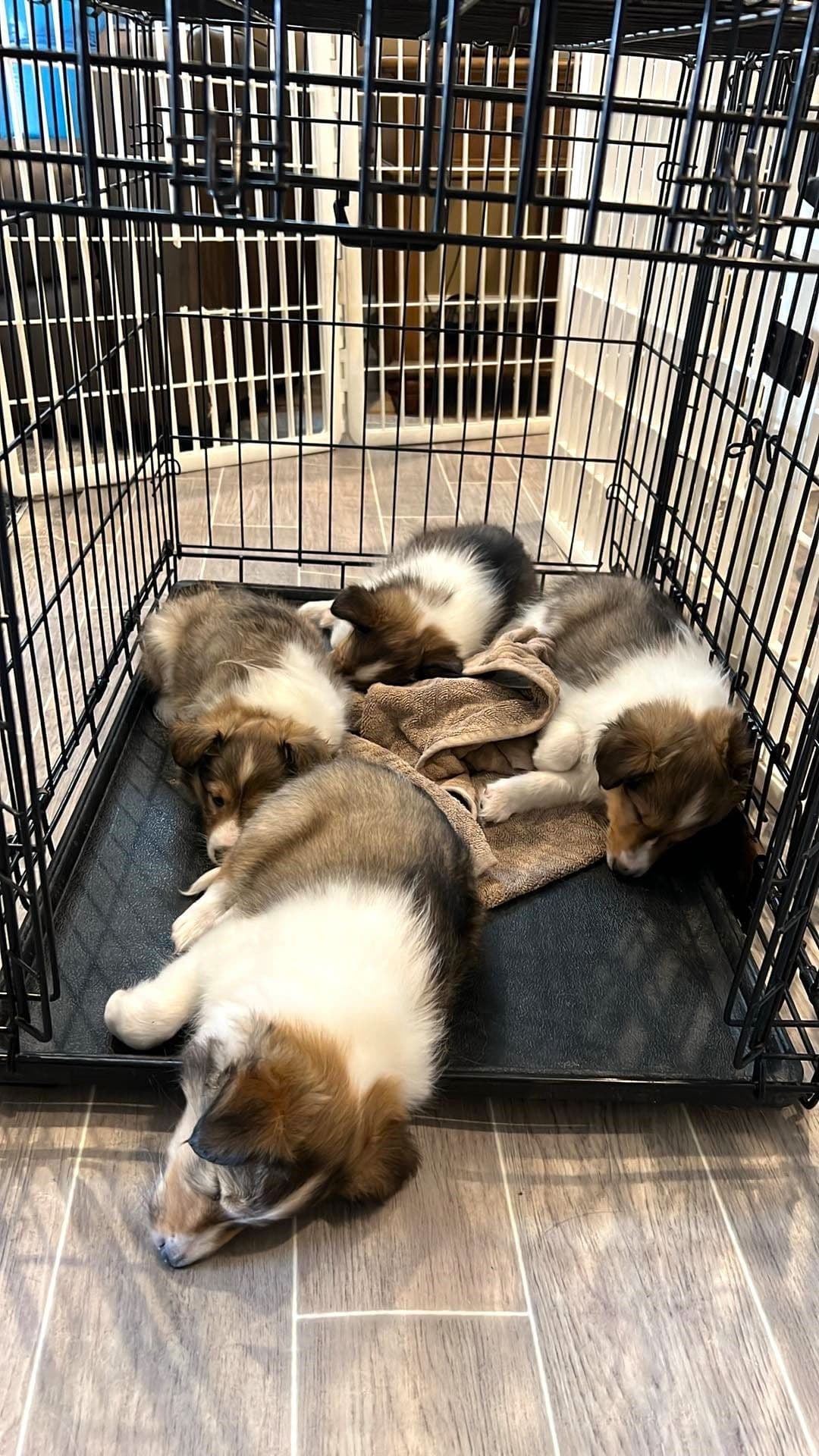 Shetland Sheepdog Puppies, Sophie's Litter breeder image 14