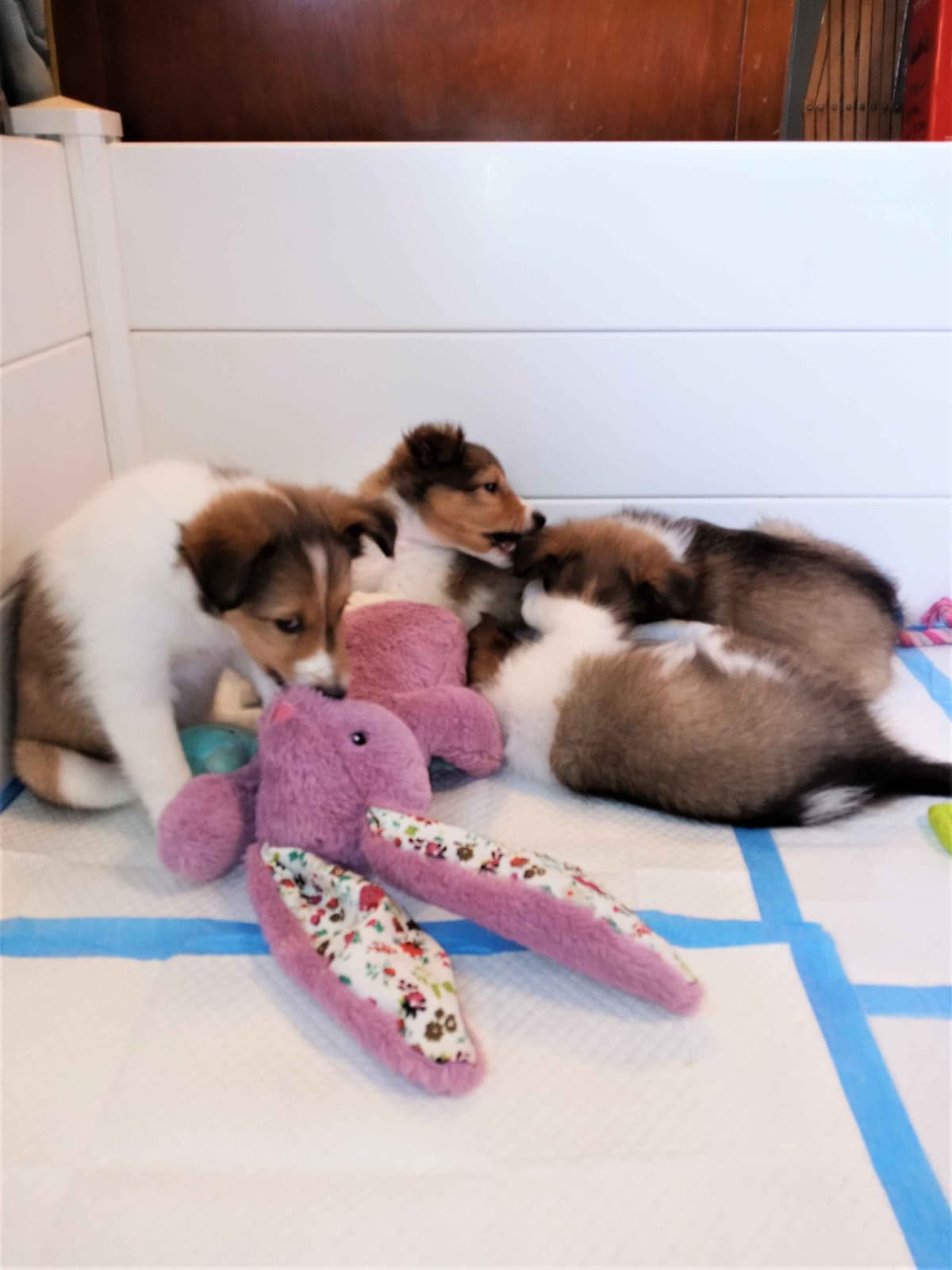 Shetland Sheepdog Puppies, Sophie's Litter breeder image 15