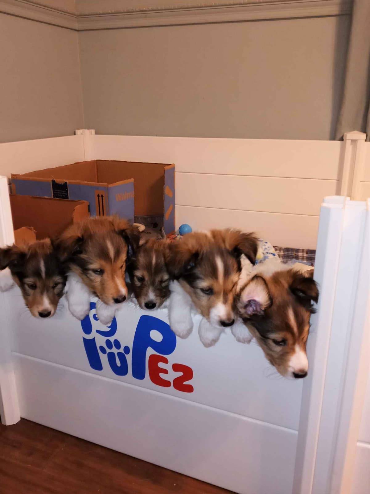 Shetland Sheepdog Puppies, Sophie's Litter breeder image 16