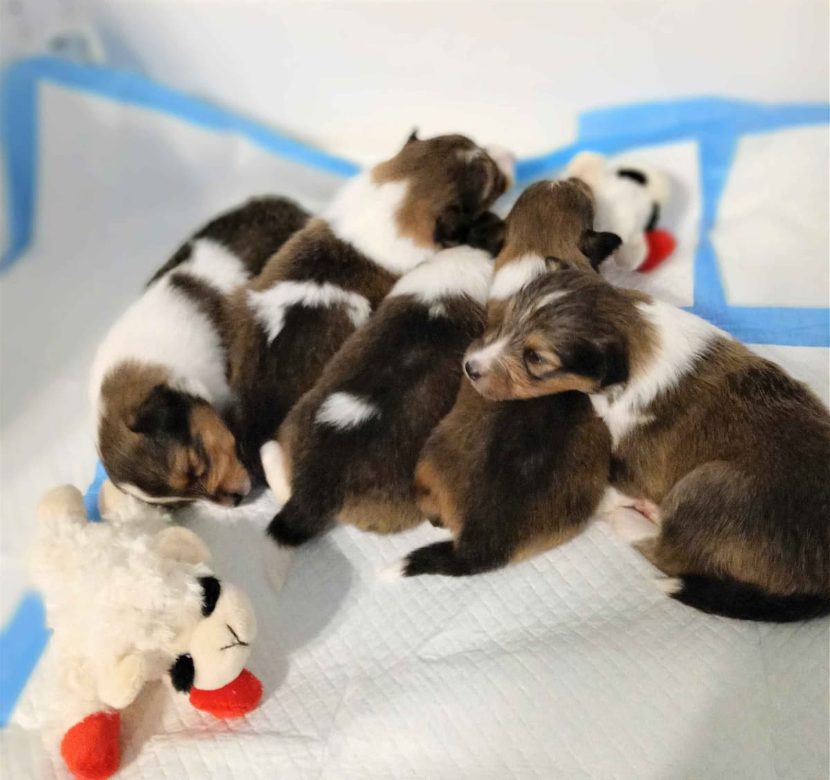 Shetland Sheepdog Puppies, Sophie's Litter breeder image 17