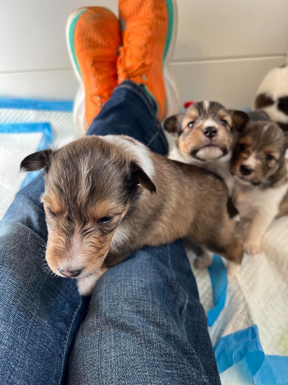 Shetland Sheepdog Puppies, Sophie's Litter breeder image 19