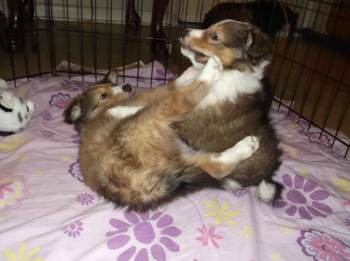 Shetland Sheepdog Puppies, Sophie's Litter breeder image 21