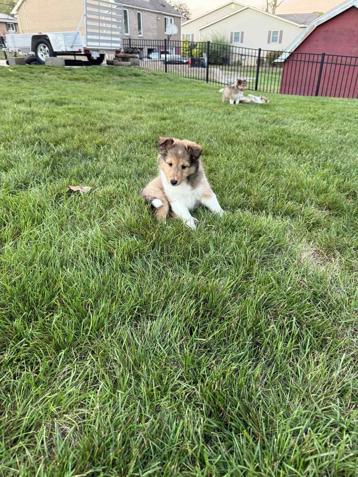 Shetland Sheepdog Puppies, Sophie's Litter breeder image 22