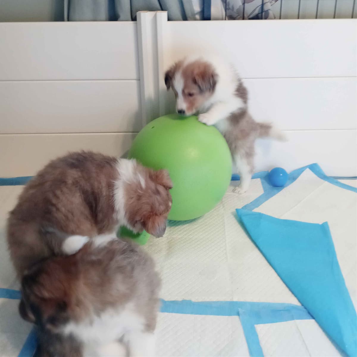 Shetland Sheepdog Puppies, Sophie's Litter breeder image 24