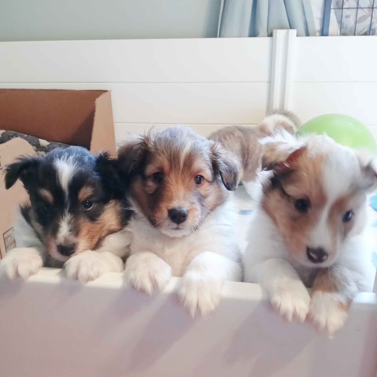 Shetland Sheepdog Puppies, Sophie's Litter breeder image 25