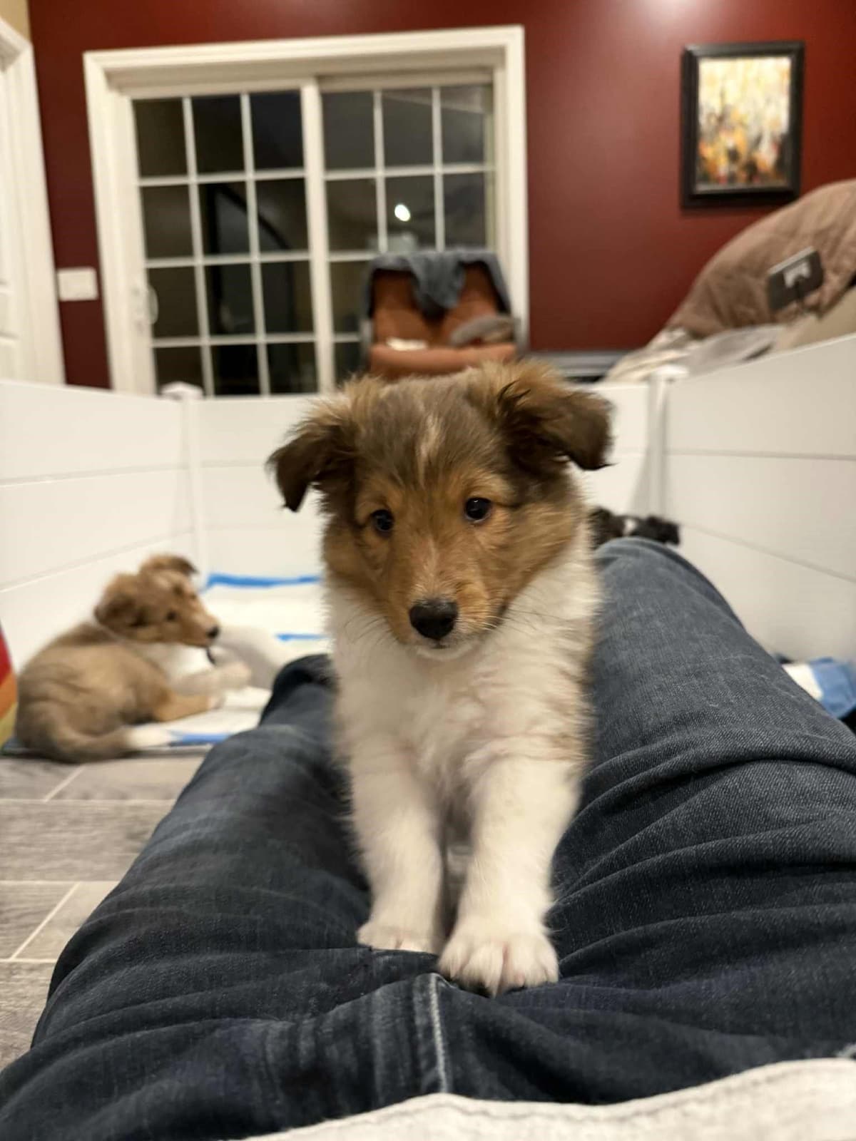 Shetland Sheepdog Puppies, Sophie's Litter breeder image 26
