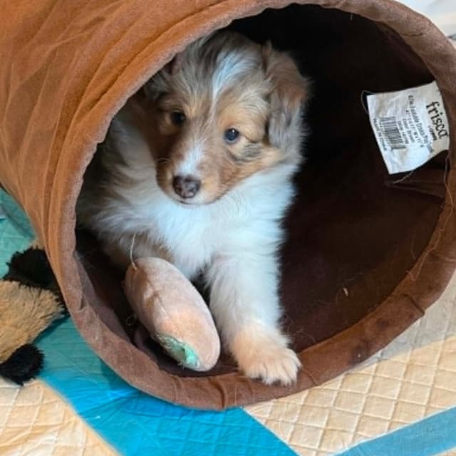 Shetland Sheepdog Puppies, Diamond's Puppy media 2