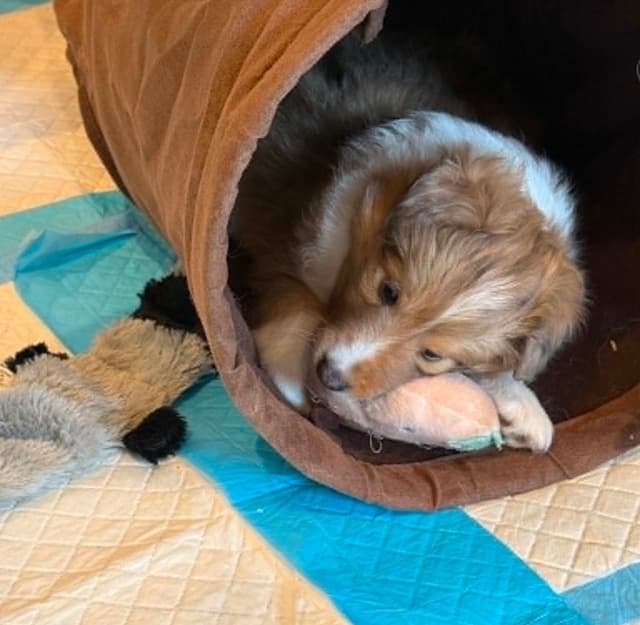 Shetland Sheepdog Puppies, Diamond's Puppy media 3