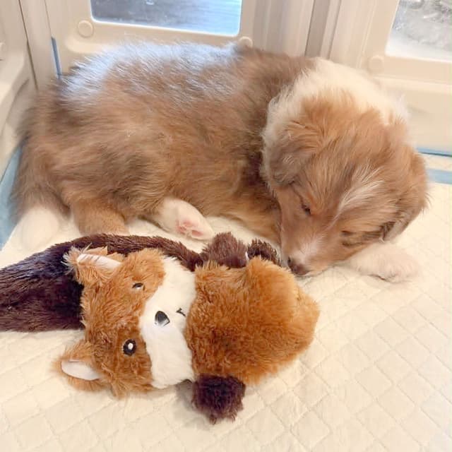 Shetland Sheepdog Puppies, Diamond's Puppy media 5