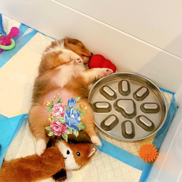 Shetland Sheepdog Puppies, Diamond's Puppy media 7