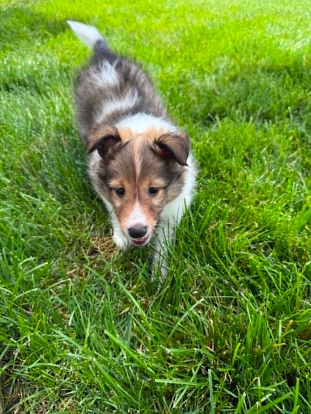 Shetland Sheepdog Puppies, Tippy's Litter media 2