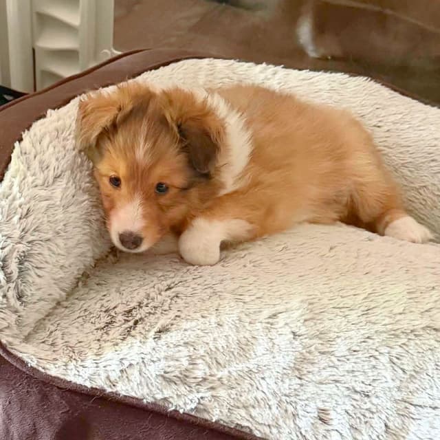 Shetland Sheepdog Puppies, Sophie's Litter media 3