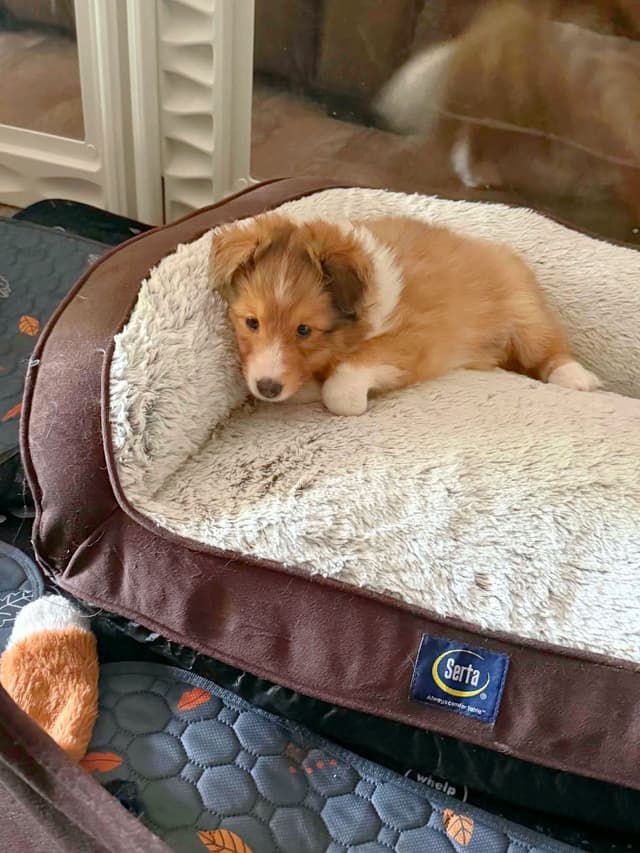 Shetland Sheepdog Puppies, Sophie's Litter media 4