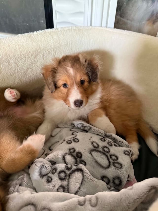 Shetland Sheepdog Puppies, Sophie's Litter media 5